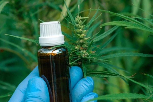 Découvrez le fournisseur idéal de cbd pour buralistes en france